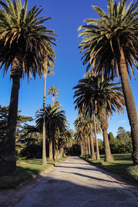 Footpath amidst palm trees at park against sky