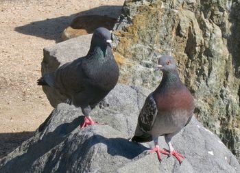 Close-up of birds perching on ground