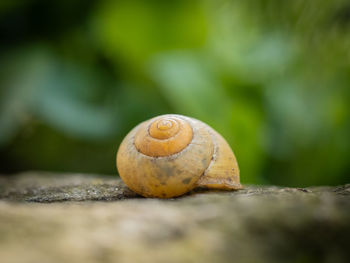 snail