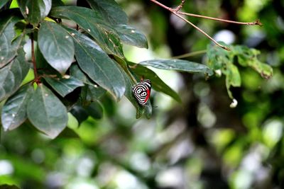 Close-up of insect on leaf