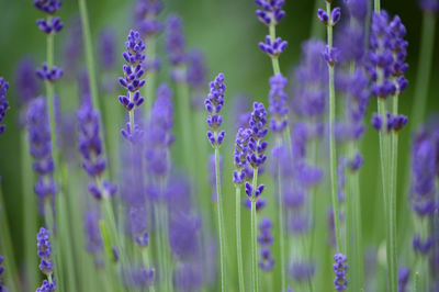 Close-up of lavender blooming outdoors