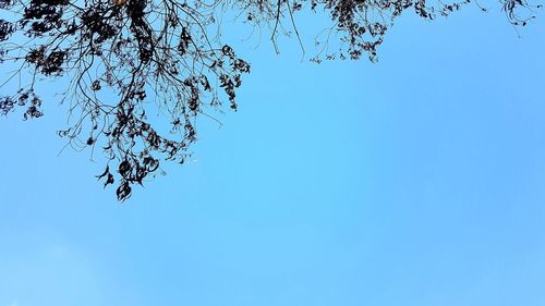 Low angle view of tree against blue sky