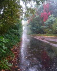 Road amidst trees