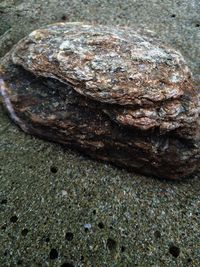 Close-up of shell on rock