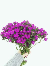 Cropped image of woman holding magenta flowers bouquet against white background