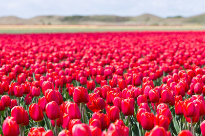 Close-up of red tulips in field