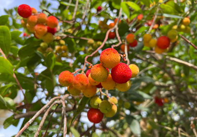 fruit