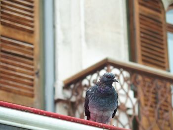 Close-up of bird on wall