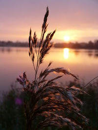 Close-up of stalks against sky during sunset