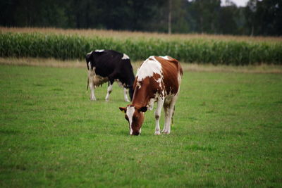 Cows on field