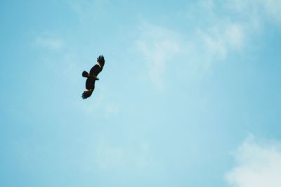 Low angle view of kite jumping against blue sky