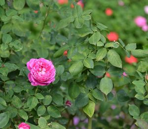 Close-up of pink rose plant