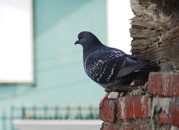 Close-up of bird perching on wall