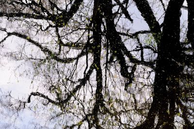 Close-up of tree trunk in forest