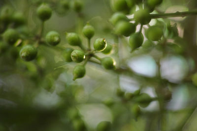 Close-up of fresh green leaves