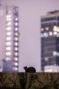 Low angle view of bird perching on wall