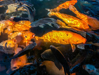High angle view of koi carps swimming in pond