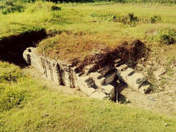 High angle view of trees on field