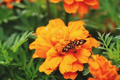 Close-up of butterfly pollinating on flower