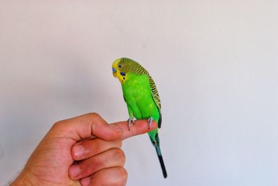 Cropped image of hand holding bird