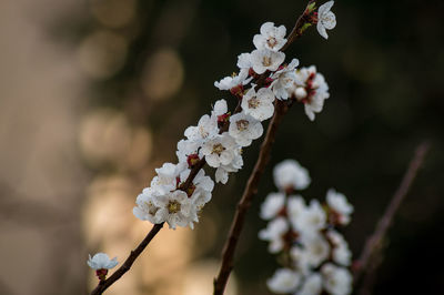 Close-up of white flowers on branch