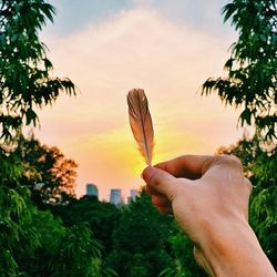 Cropped image of hand holding tree