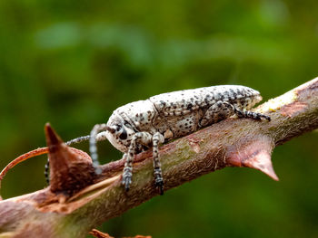 Close-up of insect on branch against blurred background