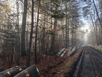 Road amidst trees in forest