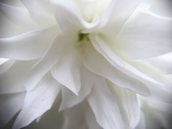 Macro shot of white flower