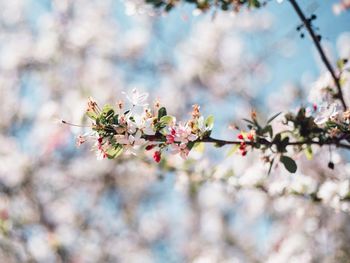 Close-up of cherry blossoms in spring