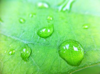 Close-up of raindrops on green leaves