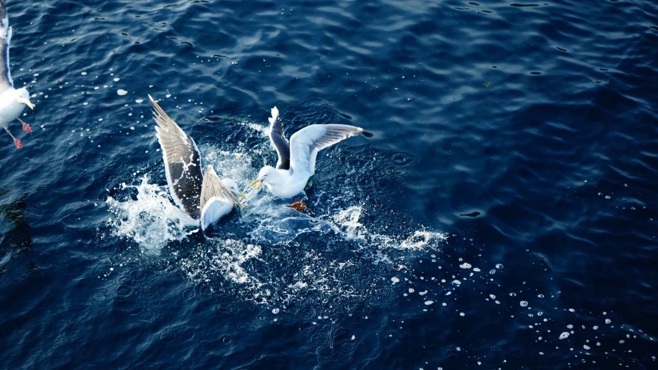 HIGH ANGLE VIEW OF SEAGULL FLYING