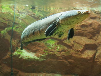 Close-up of fish in water