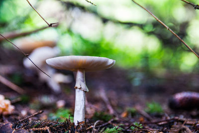 Close-up of mushroom growing on field