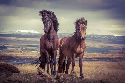 Horses in a field