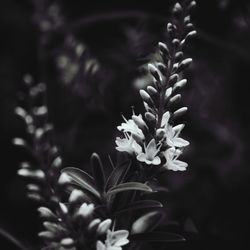 Close-up of flowering plant