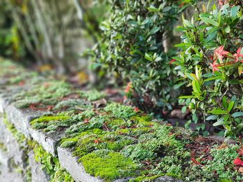 Close-up of plants growing on field