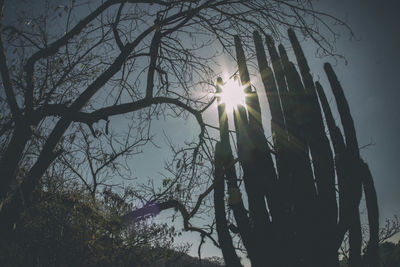 Low angle view of silhouette trees against sky at sunset