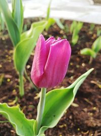 Close-up of pink crocus flower on field