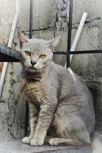 Portrait of cat sitting outdoors