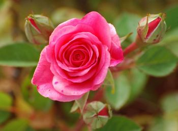 Close-up of pink rose