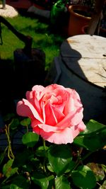 Close-up of pink rose