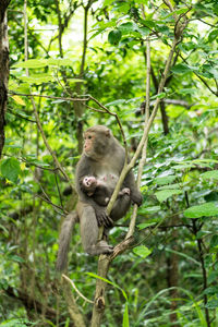 Monkey in a forest