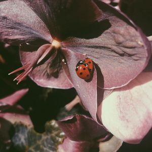 Close-up of ladybug on flower