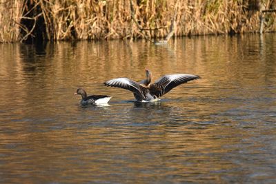 Canada geese swimming in lake