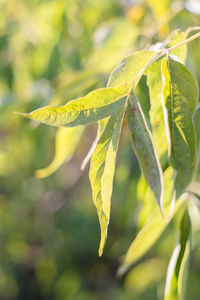 Close-up of insect on leaf