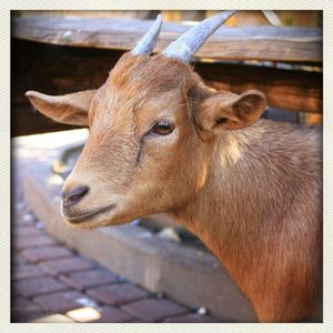 Close-up of an animal
