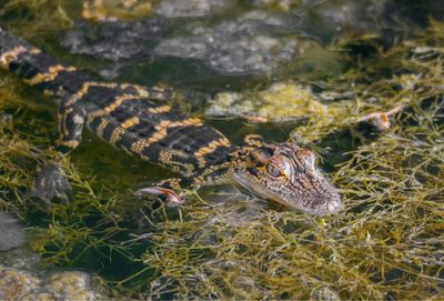 High angle view of turtle in water