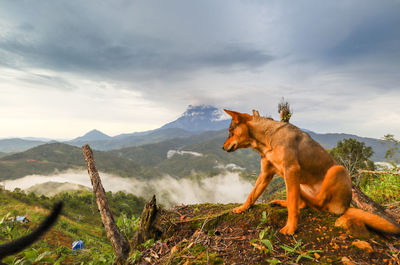 Dog sitting on hill against sky with mountain background