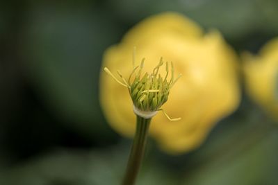 Close-up of yellow flower bud
